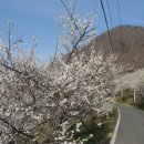 순천향매실마을 이미지