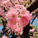 [Japan] - 일본 생활 외로움 한 번 극복해보기 이미지