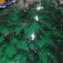 또와또 실내낚시터 이미지