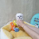 애견왕국 이미지