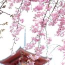 일본어 입문 이미지