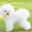 해든마루헬스 | 안산강아지분양 도그마루 다녀왔어요