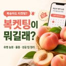 새사랑농원 | 복켓팅이 뭐길래? 유명 복숭아 농원및 판매자, 품종과 성공 팁 정리