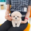 김해말티푸분양 테디럽 전문가 상담으로
