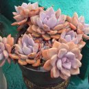 더 정가 이미지