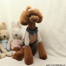 견우애견 이미지