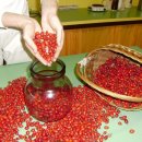 Herb Rosa