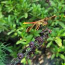 두마산촌생태마을 이미지