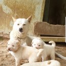 못난이찜 이미지