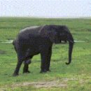 코끼리PC방 이미지