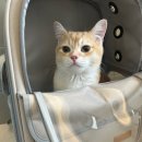 냥냥스테이 이미지