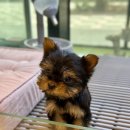 제주 애견 아가야 이미지