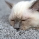 야옹아멍멍해봐(두정점) 이미지