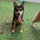 동물보육원 안산지부 이미지