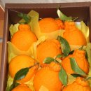 산들강농장 | 네이버스토어 산들강바다 제주 직배송 웃드르 한라봉 3KG 구매후기