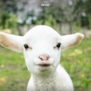 아기염소 이미지
