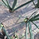 뽑아뽑아 이미지