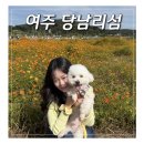 대신면공중화장실 | 10월 경기도 가볼만한곳 여주 당남리섬 코스모스 핑크뮬리 명소 후기