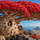 The World’s Most Amazing Trees: Ancient Giants &amp; Natural Wonders 이미지