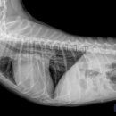 채플린동물병원 이미지