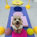 놀러오개 애견유치원 애견호텔 수원세류점 이미지