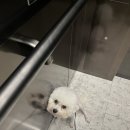 머리깍개 이미지