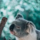 우쿨렐레 악기 연주 이미지