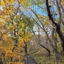 제 132회차. 6월 정기산행. 월정사 9층석탑을 품은. 오대산 선제길. (비로봉. 1563m) 이미지