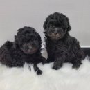 장군이켄넬 이미지