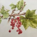 예쁜꽃그리기(보테니컬아트) 이미지