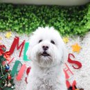 고미발톱 이미지