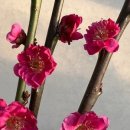 일심2로 R 이미지