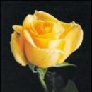 The Yellow Rose Of Texas(텍사스의 노란 장미) 이미지