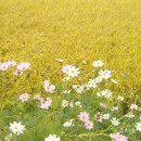 비단강숲마을 이미지