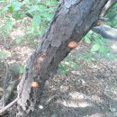 덕소초등학교(병설) 이미지