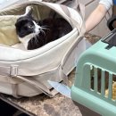 킁킁펫 | [킁킁펫] 고양이 방석, 담요 후기