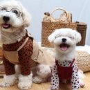 부띠끄멍 이미지