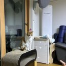 꼬무별 이미지