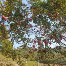 해피농장 이미지