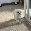 메모르드몽 이미지