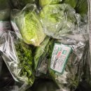 둥구머리협동조합 | 둥구머리협동조합 친환경 유럽피언 쌈채소 1kg 후기 | 로메인·버터헤드·유러피안샐러드 듬뿍 즐기기