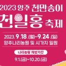 천일홍축제 이미지