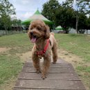 덕수공원반려견놀이터 이미지