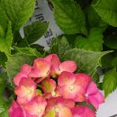 준이농장 이미지