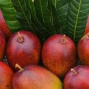 하나팜스 이미지