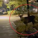 진사슴농장 이미지