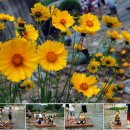 외갓집체험마을 이미지