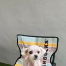 비비펫살롱 이미지