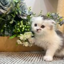 하이바이 분양소 이미지