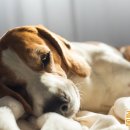 사랑실천동물병원 이미지